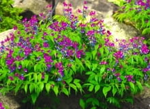 Groszek wiosenny to doskonała roślina do cienistych zakątków. Nie wymaga wiele opieki. Groszek wiosenny to doskonała roślina do cienistych zakątków. Nie wymaga wiele opieki.