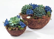 MINIOGRODEK KOMPOZYCJA W NACZYNIU TEKTUROWA MISECZKA MOSY ROSLINA DONICZKOWA ESZEWERIA ESCHEVERIA I CIETA SZAFIREK SZAFIRKI MUSCARI KOLOROWE ARANZACJA KURSY FLORYSTYCZNE KWARTALNIKA BUKIETY FOT PAWEL SLOMCZYNSKI PUBLIKACJA BUKIETY NR 1 (20) - WIOSNA PUBLIKACJA BUKIETY NUMER SPECJALNY FLORYSTYKA ZALOBNA - 9.2003