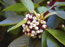 Dereń biały owoce KRZEW LISCIASTY OWOCE DEREN BIALY ' SIBIRICA ' FOT. EWA NARKIEWICZ PUBLIKACJA KWIETNIK NR 1 (169) - 1 2009 SLOWA KLUCZOWE: OWOCE ROSLINY ZDJĘCIE DO WKŁADKI: PUBLIKACJA KWIETNIK NR 1 (169) - CZASOPISMA