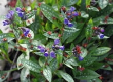 Miodunka plamista (Pulmonaria officinalis) Miodunka plamista (Pulmonaria officinalis)
