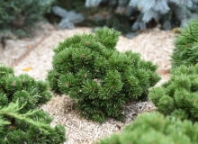 Sosna górska 'Mops' Sosna górska 'Mops'