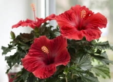 Hibiskus róża chińska 'Volcano' z serii Hibiscia Hibiskus róża chińska 'Volcano' z serii Hibiscia