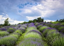 Lawendowe pole - takie widoki można podziwiać pod Olsztynem już od połowy czerwca. Lawendowe pole - takie widoki można podziwiać pod Olsztynem już od połowy czerwca.