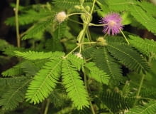 Na granicy listków i ogonka liściowego widać zgrubienia - to miejsca odpowiedzialne za ruchy nastyczne