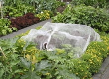 Osłonę dla wyższych roślin budujemy na stelażu z lekkich prętów. Na nich rozciągamy agrowłókninę lub folię bąbelkową. W ciagu dnia ten miniinspekt wietrzymy. OGROD , OCHRONNY TUNEL Z AGROWLOKNINY DLA ROSLIN FOT. MALGORZATA DYRSKA PUBLIKACJA OGRODY NUMER SPECJALNY 1/2011 - 50 SPOSOBOW NA PIEKNY OGROD - 5 2011 SLOWA KLUCZOWE: OGROD ROSLINA OGRODNICTWO ZDJĘCIE DO WKŁADKI: PUBLIKACJA OGRODY NUMER SPECJALNY 1/2011 - 50 SPOSOBOW NA PIEKNY OGROD - CZASOPISMA