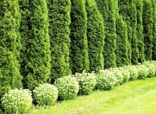 Odmiana żywotnika zachodniego 'Smaragd' tworzy bardzo regularny, elegancki szpaler. Poza tym jest odporna na mróz Odmiana żywotnika zachodniego 'Smaragd' tworzy bardzo regularny, elegancki szpaler. Poza tym jest odporna na mróz