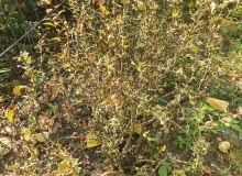 Berberys zaatakowany przez zwójkę berberysową