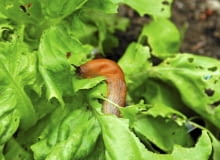 Sposoby na ślimaki. Jak z nimi walczyć? s