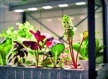 Młode warzywa prosto z granulatu. KRYDDA, zestaw do upraw (regał z ledowym oświetleniem, nasiona, podłoże i nawóz), od 99 zł, IKEA Młode warzywa prosto z granulatu. KRYDDA, zestaw do upraw (regał z ledowym oświetleniem, nasiona, podłoże i nawóz), od 99 zł, IKEA