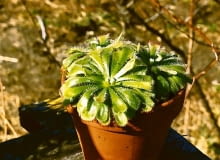 Dla egzotycznych gatunków rosiczek zima jest okresem wegetacji. W tym czasie potrzebują światła przez10-12 godzin. Jego niedobór można uzupełnić, stosując świetlówki liniowe, żarówki energooszczędne lub specjalne lampy (stymulujące wzrost roślin). Dla egzotycznych gatunków rosiczek zima jest okresem wegetacji. W tym czasie potrzebują światła przez10-12 godzin. Jego niedobór można uzupełnić, stosując świetlówki liniowe, żarówki energooszczędne lub specjalne lampy (stymulujące wzrost roślin).