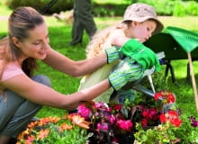 Rośliny balkonowe wymagają zasilania co 7-10 dni. Niedożywione słabo kwitną. Rośliny balkonowe wymagają zasilania co 7-10 dni. Niedożywione słabo kwitną.