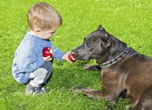 Substancje zawarte w nasionach jabłek mogą zaszkodzić psu. Substancje zawarte w nasionach jabłek mogą zaszkodzić psu.