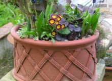 Wiosenne donice pełne kolorowych kwiatów