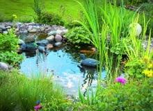 Szkodniki i choroby atakują rośliny przy brzegu, pływające i w głębszych strefach. v