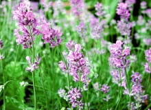 ROSLINY KWIATY LAWENDA FOT. JAROSLAW PRZYBYL PUBLIKACJA OGRODY NR 7 (99) - 7 2007