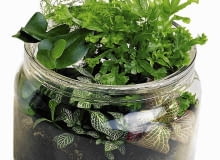 Mocno rozrośnięte sadzonki roślin trzeba odkryć. Kolorowe fitonie dobrze wyglądają na tle gatunków o ciemnych liściach. MINIOGRODKI NACZYNIE ROSLINY FOT. JERZY ROMANOWSKI PUBLIKACJA CZTERY KATY NR 1 (159) - 1.2005 SLOWA KLUCZOWE: NACZYNIA ROSLINY OGRODNICTWO ZDJĘCIE DO WKŁADKI: PUBLIKACJA CZTERY KATY NR 1 (159) - CZASOPISMA