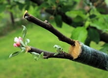 Wczesnowiosenne szczepienie drzew Wczesnowiosenne szczepienie drzew