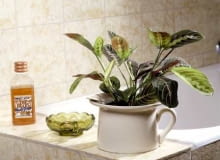 Maranta (<i>Marantha leuconeura</i>) Maranta (<i>Marantha leuconeura</i>)