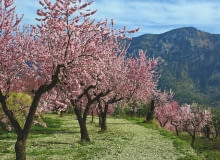 NA POŁUDNIU EUROPY MIGDAŁOWCE osiągają kilkanaście metrów wysokości. Ale już na północ od Alp rosną słabiej. Początkowo ich kwiaty są różowe, z czasem jaśnieją.