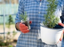 W kubku ukorzeniona sadzonka rozmarynu, obok starszy okaz. W kubku ukorzeniona sadzonka rozmarynu, obok starszy okaz.