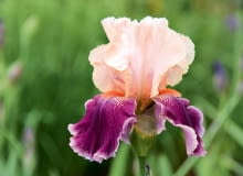 Irys (kosaciec) bródkowy swe wielkie kwiaty rozchyla w czerwcu. Irys (kosaciec) bródkowy swe wielkie kwiaty rozchyla w czerwcu.