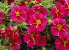 Superbells 'Cherry Star' nowe kwiaty balkonowe Superbells 'Cherry Star' nowe kwiaty balkonowe