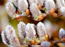 Wierzba szwajcarska (Salix helvetica) to krzew o metrowej średnicy. Szczepiony na pniu tworzy drzewka o kulistej koronie. Wierzba szwajcarska (Salix helvetica) to krzew o metrowej średnicy. Szczepiony na pniu tworzy drzewka o kulistej koronie.