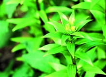 Stare okazy lilii (tu: lilia azjatycka) wydają obfite kwiatostany. Stare okazy lilii (tu: lilia azjatycka) wydają obfite kwiatostany.