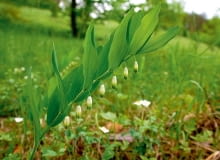 Kokoryczka wielokwiatowa Kokoryczka wielokwiatowa