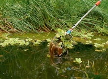 WYŁAWIANIE CIEPŁOLUBNYCH GATUNKÓW. Rośliny ciepłolubne, np. piscję (na zdjęciu), hiacynt wodny i salwinię, trzeba odłowić. Kilka okazów warto przechować do rozmnożenia w oświetlonym akwarium w temp. ok. 18°C. Rodzime gatunki mogą zimować w stawie. @08.10.03 WARSZAWA WODA OCZKO WODNE STAW PRZYGOTOWANIE DO ZIMY PIELEGNACJA USUWANIE ROSLIN KTORE NIE WYTRZYMUJA ZIMY CZYSZCZENIE JESIENFOT. PAWEL SLOMCZYNSKI AGENCJA GAZETAPUBLIKACJA KWIETNIK NR 10 (118) - 10.2004PUBLIKACJA LADNY DOM NUMER SPECJALNY - OGROD 1/2011 - 4 2011PUBLIKACJA LADNY DOM NR 11 (204) - 11 2015