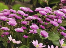 'Rosea plena' i 'Rosea' 'Rosea plena' i 'Rosea'