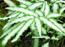 Orliczka kreteńska 'Albolineata' wyróżnia się wśród innych odmian tej paproci białymi paskami na liściach. Orliczka kreteńska 'Albolineata' wyróżnia się wśród innych odmian tej paproci białymi paskami na liściach.