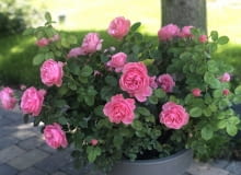 róża ‘Leonardo da Vinci’