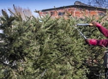 Przycinanie drzew iglastych