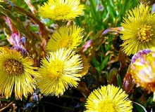 12.04.2003 WARSZAWA BYLINY WIOSNA WSKAZNIKI WIOSNY KWIAT PODBIAL POSPOLITY TUSSILAGO FARFARA FOT PAWEL SLOMCZYNSKI / AGENCJA GAZETA