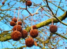 Zimujące na drzewie owoce platana są bardzo dekoracyjne, podobnie jak jego 'łaciata' kora. Zimujące na drzewie owoce platana są bardzo dekoracyjne, podobnie jak jego 'łaciata' kora.