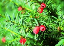 Gałązka zdrowego okazu v