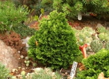 Wolno rosnący cyprysik japoński 'Densa' tworzy niewielkie stożki. 13.07.2003 SWIDNICA WOJEWODZTWO DOLNOSLASKIE OGROD PRYWATNY KOLEKCJONERA ROSLIN PANA ZDZISLAWA CHLEBICKIEGO ZDZISLAW CHLEBICKI OGRODEK SKALNY IGLAKI MINIATURKI ODMIANA KOLEKCJA CHAMAECYPARIS OBTUSA NANA BARTLEY CYPRYSIK TEPOLUSKOWY