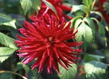 Dalie (Dahlia) to rośliny krótkiego dnia kwitnące w drugiej połowie lata. Odmiany wysokie o ciężkich, okazałych koszyczkach kwiatowych należy podpierać, aby nie połamały się na wietrze