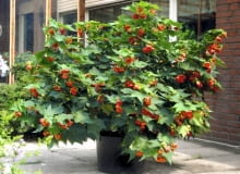 Zaślaz odmiana 'Orange' ma sztywne proste pędy i kwiaty podobne do róży chińskiej. Dorasta do 2,5 m Abutilon orange