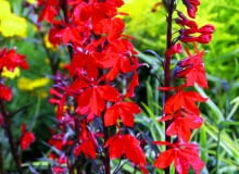 Lobelia cardinalis Bees Flame
