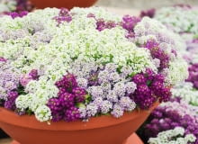 Smagliczka nadmorka - Lobularia maritima