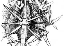 Ciernie pochodzenia liściowego u kaktusa