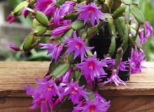 Szlumbergera czyli grudnik Szlumbergera czyli grudnik