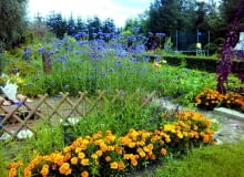 Obwódki z aksamitek jak promienie słońca znaczą linię rabatek.