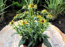 Rudbekia 'Little Goldstar' o okazałych żółtych kwiatach i niewielkiej wysokości będzie idealną ozdobą ogrodu, zwłaszcza małego.