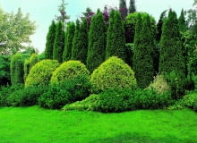 23.06.2007OGROD , ZYWOTNIK ZACHODNI ( TUJA SZMARAGD ) , KULISTY - ZYWOTNIK ZACHODNI GOLDEN GLOBE , KOSODRZEWINAFOT. LILIANNA SOKOLOWSKAPUBLIKACJA KWIETNIK NR 2 (182) - 2 2010