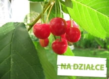 Owoce wiśni Owoce wiśni