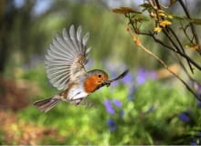 European Robin (Erithacus rubecula) bringing food for its nestlings. Europe. [Surrey, England] SLOWA KLUCZOWE: Close Up Erithacus rubecula Essen Europšer Flugreise Food FŁtterung Garten Kellerassel Nahaufnahme Rotkehlchen Schnabel Vogel VUgel europšisch fliegen fliegend fliegende fliegender fliegendes fŁttern rot tragen tršgt Europšer FŁtterung VUgel europšisch fŁttern tršgt Querformat