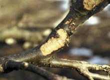 Gałęzie podgryzione przez zające Gałęzie podgryzione przez zające